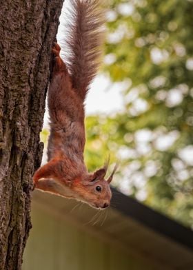 Squirrel In A Tree