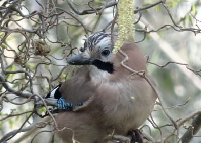 Blue Jay Bird