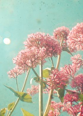 Pink Milkweed