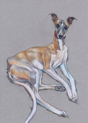 Albie Whippet