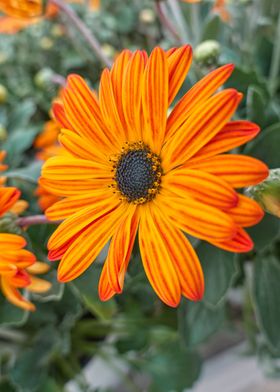 orange gerbera daisy