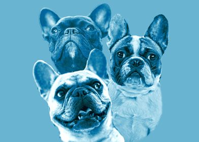 Bllue Frenchies