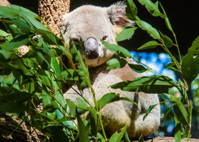 Koala In A Tree