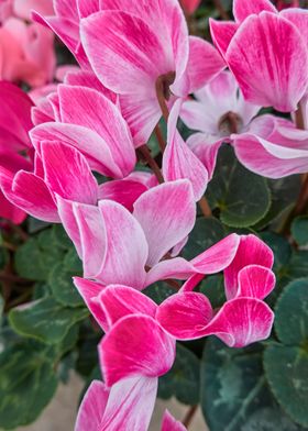 pink cyclamen in bloom 