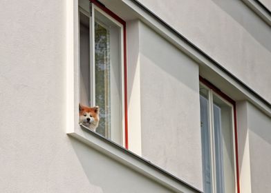 Dog In A Window