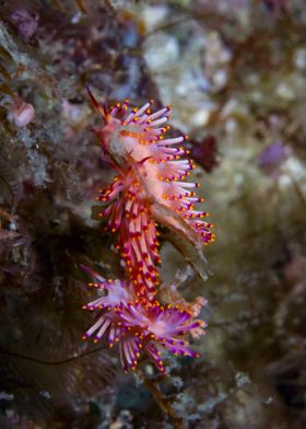 Flabellina dance party