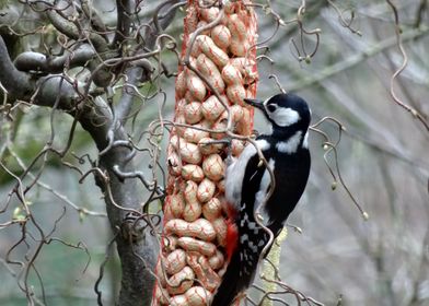 Great Spotted Woodpecker