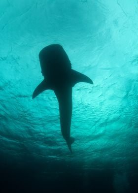 Whale shark silhouette