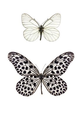 Two Rare Butterflies