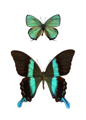 Two Rare Butterflies