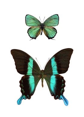 Two Rare Butterflies