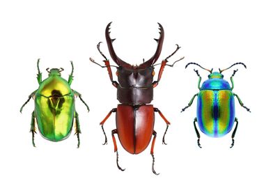 Three Beetles