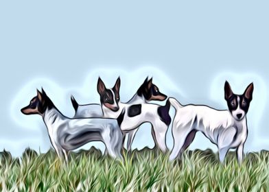 Toy Fox Terriers