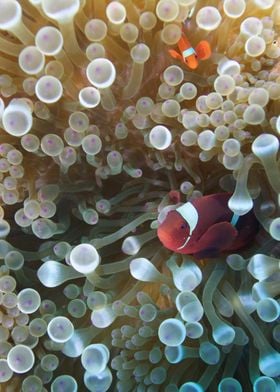 Anemone with 2 clownfish