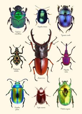 Collection of Rare Beetles
