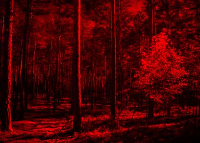 INFRARED FOREST 2