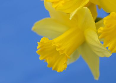  Narcissus closeup