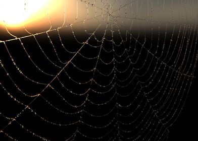 The web