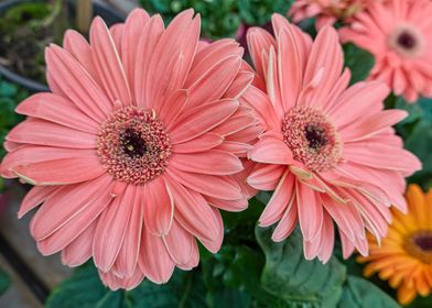 pink gerbera daisy 