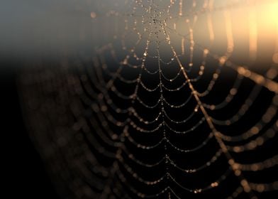 The web