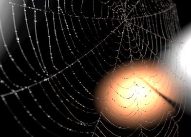 The web