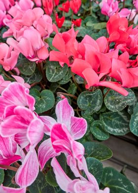 pink cyclamen in bloom