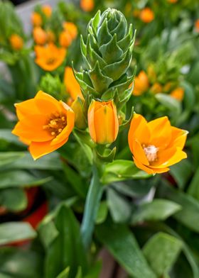 Ornithogalum ornitogallo