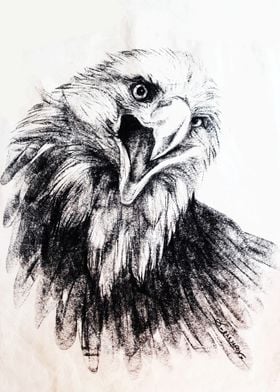 Eagle Singing Art Drawing