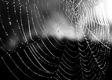 The web