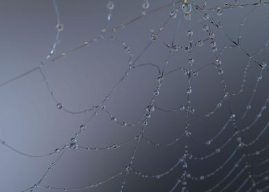 The web