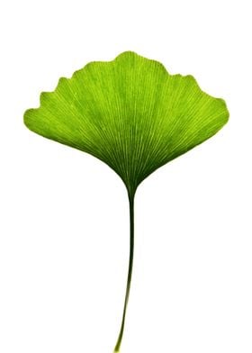 Ginkgo biloba