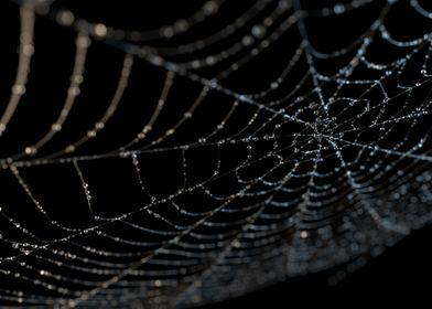 The web