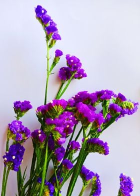 Set up purple wild flowers