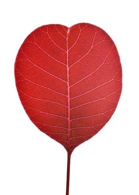 Cotinus coggygria