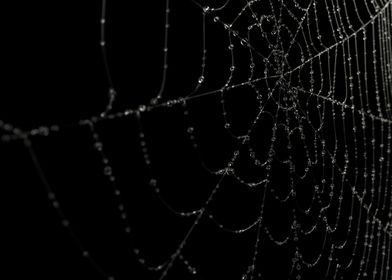 The web