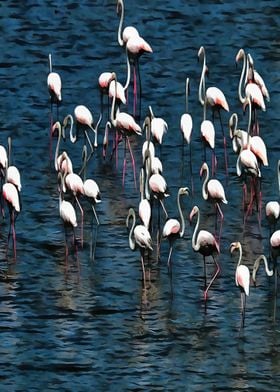 Flamingo Birds In Pink