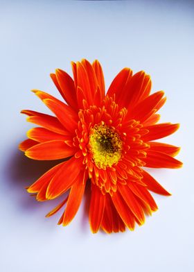 Orange Daisy Flower