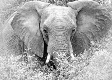 Elephant in Grey