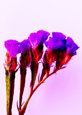 Wildflowers Purple