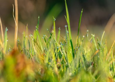 Morning dew drops