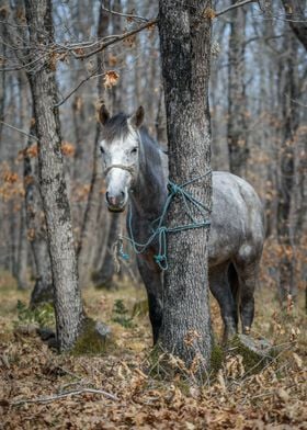 Horse near the tree 