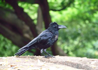 indian black crow