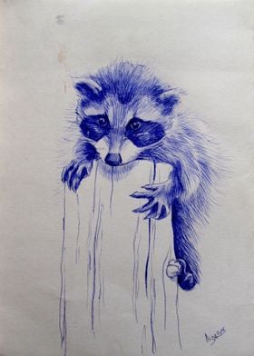 Raccoon baby