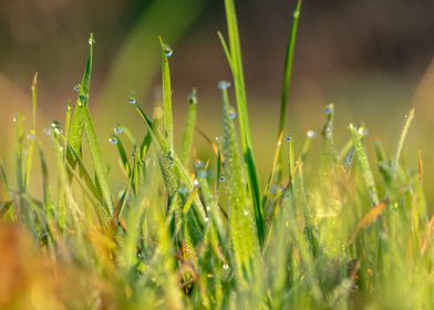 Dew Drops on the grass