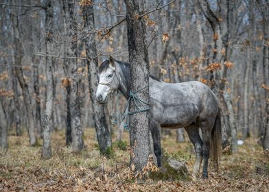 Horse in the forest 