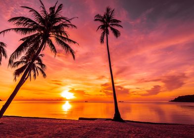 Sea with coconut palm tree