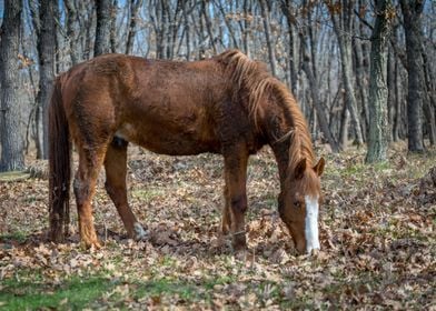 Brown horse in the forest