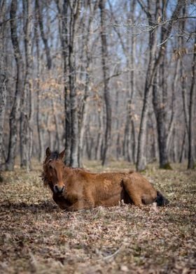 Beautiful Horse