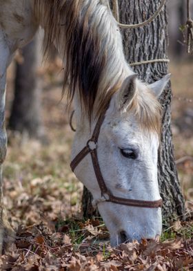 White horse 