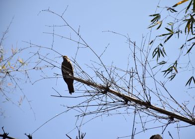 eagle sitting a bamboo